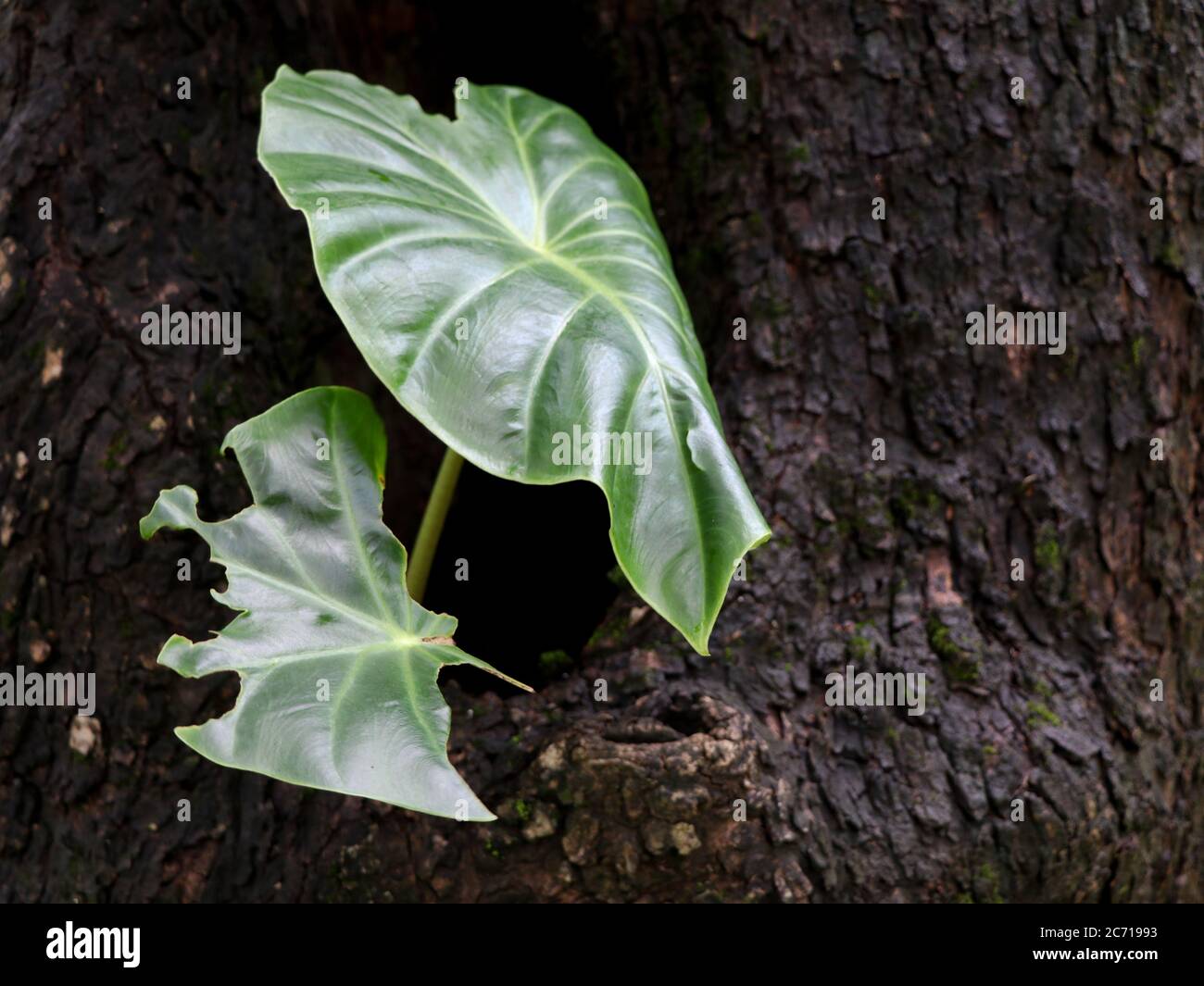 glcksfeder schwarze flecken Zamioculcas Zamiifolia 'Raven' (Schwarze Glcksfeder)  Foliage Dreams