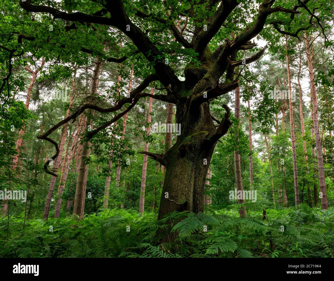 Alter Wald, Blidworth Wälder, Nottinghamshire, England, Großbritannien Stockfoto