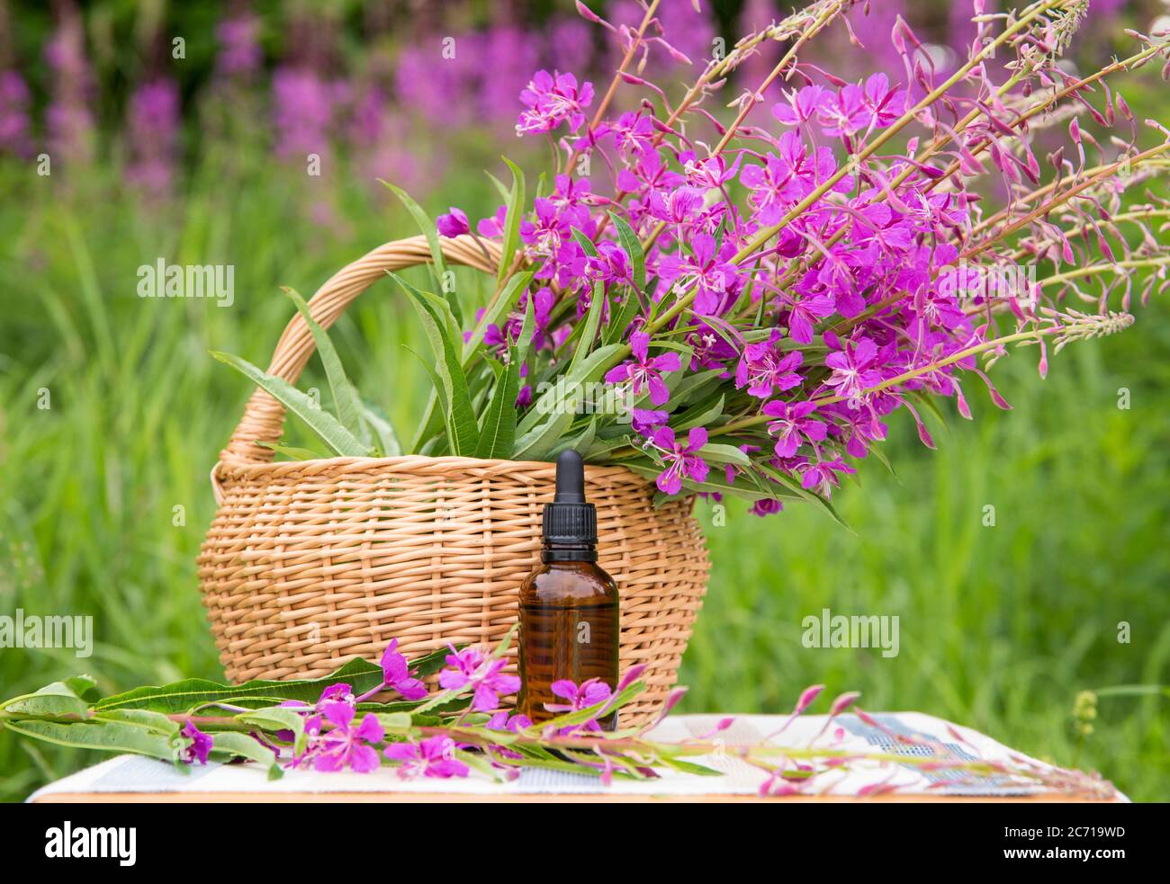 Bouquet von Chamaenerion angustifolium, Feuerkraut, große Weidenkräuter, Rosebay Weidenkräuter, Saint Anthony's Laurel: Rosa Kräuter Heilblüte mit. Stockfoto