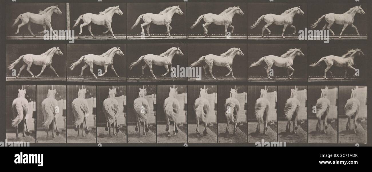 Tierhaltung. Eine elektrofotografische Untersuchung von aufeinander folgenden Phasen tierischer Bewegungen. Begonnen 1872 - Abgeschlossen 1885. Band IX, Pferde, 1880er. Stockfoto