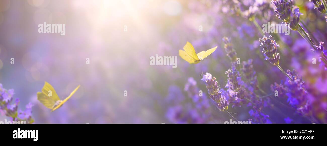 Kunst Sommer florale Landschaft; schöne Sommer Lavendel Blume und Fliegenfalter gegen Abend sonnigen Himmel; Naturlandschaft Hintergrund. Stockfoto