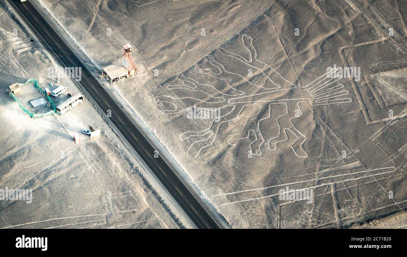 Nazca, Peru - August 2017: Baumfigur aus der Nasca-Linie, Nazca, Peru Stockfoto