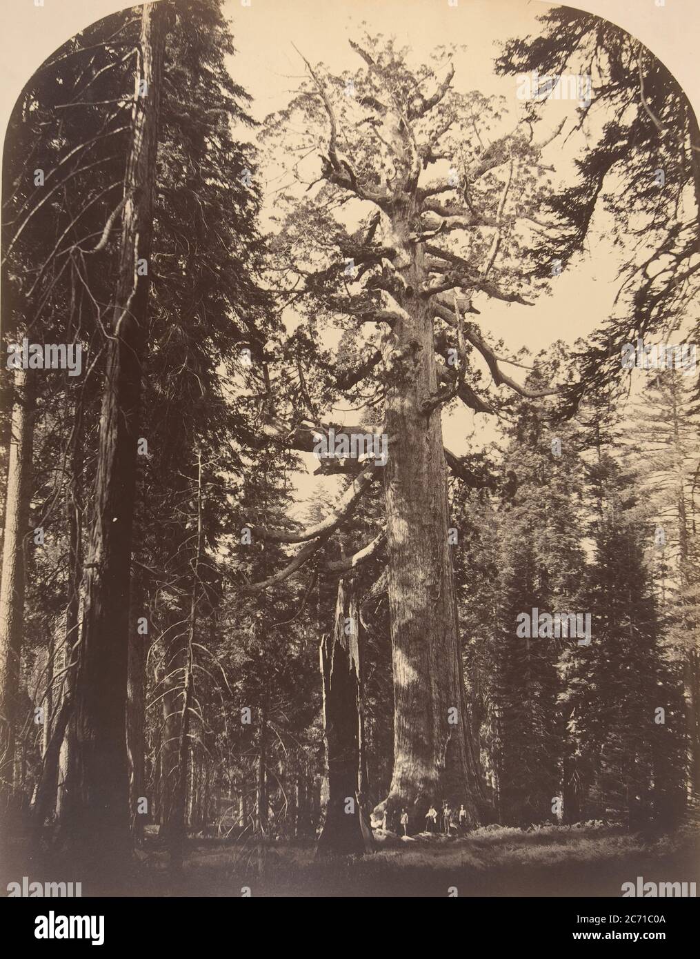 The Grisly Giant, Mariposa Grove, Yosemite, 1861. Stockfoto