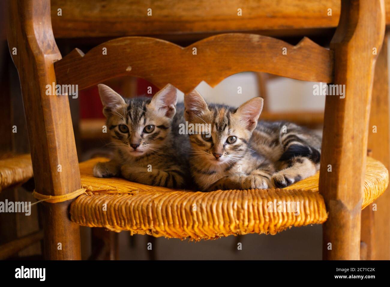 Zwei niedliche tabby Kätzchen saßen auf einem alten Korbsessel. Stockfoto