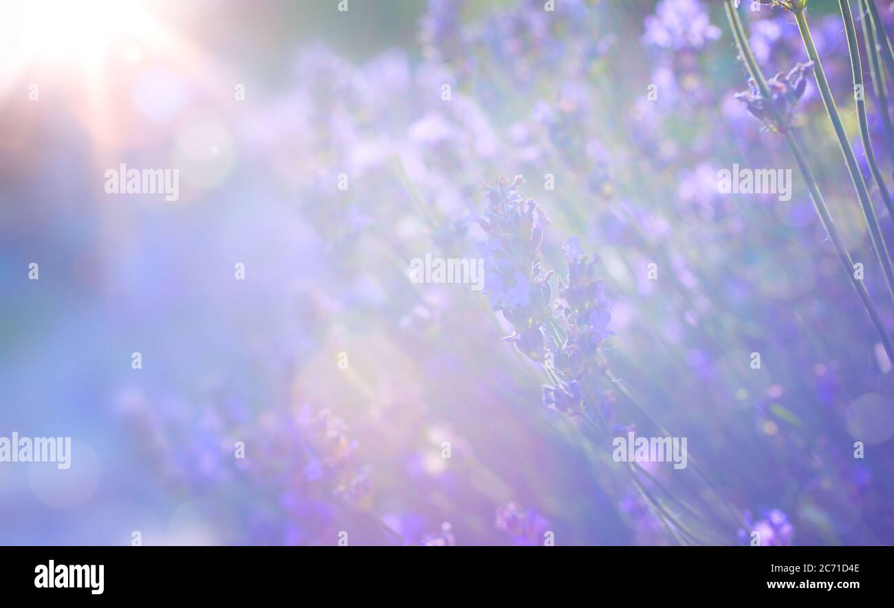 Abstrakt Sommer florale Landschaft; schöne Sommer Lavendel Blume gegen Abend sonnigen Himmel; Naturlandschaft Abstrakten Hintergrund. Stockfoto