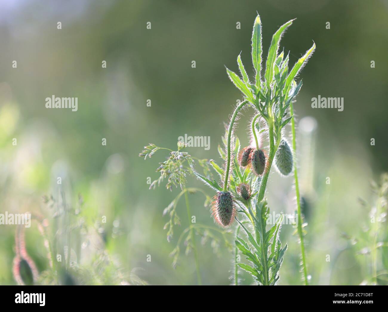 Sommer Wildblumen Wiese weiches Foto Stockfoto