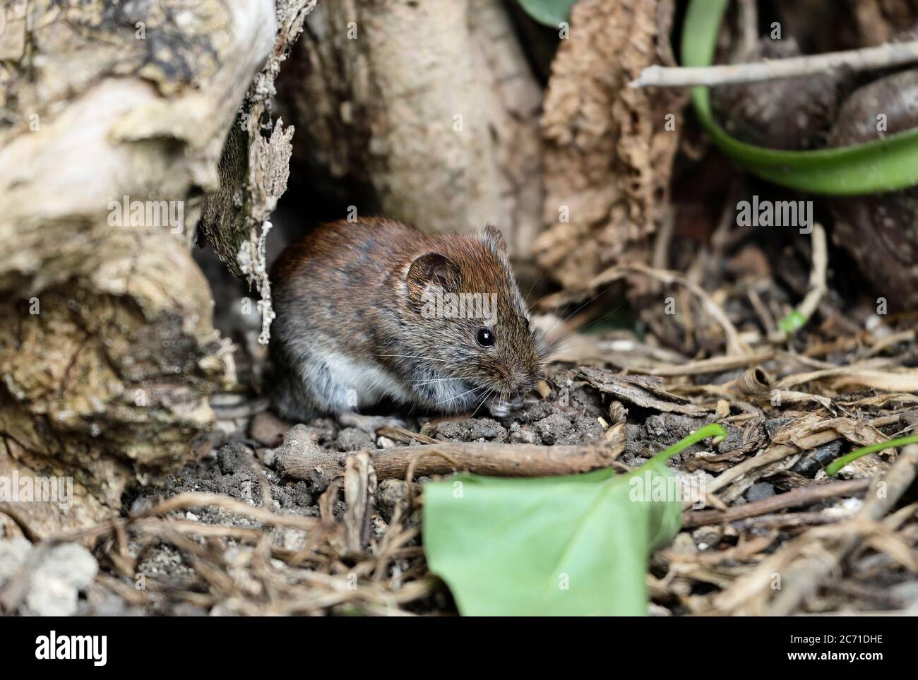 Bankmaus (Clethrionomys glareolus), die am Boden, Nordengland, Großbritannien, ernährt Stockfoto
