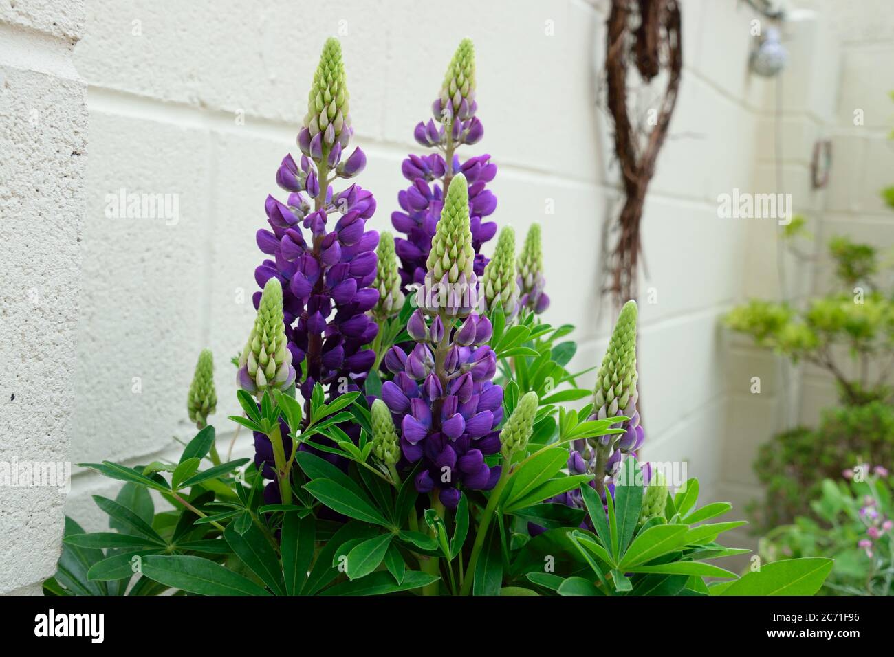 Lupine / Lupinen bedeutet Wolf oder Zerstörer Stockfoto