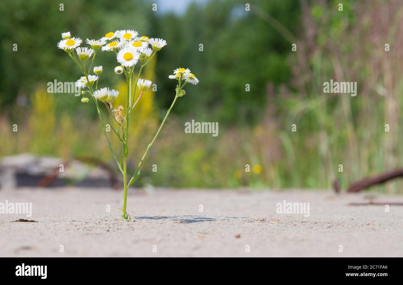 Weiße Gänseblümchen Blume wächst durch einen Riss in Beton. Das Konzept ...