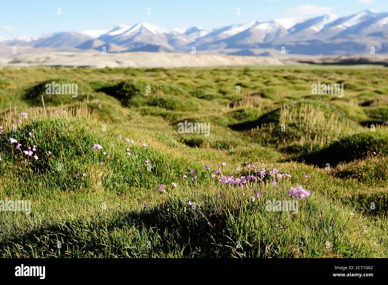 Blick auf wilde Blumen Tso Kar See, Leh District, Indien. Stockfoto