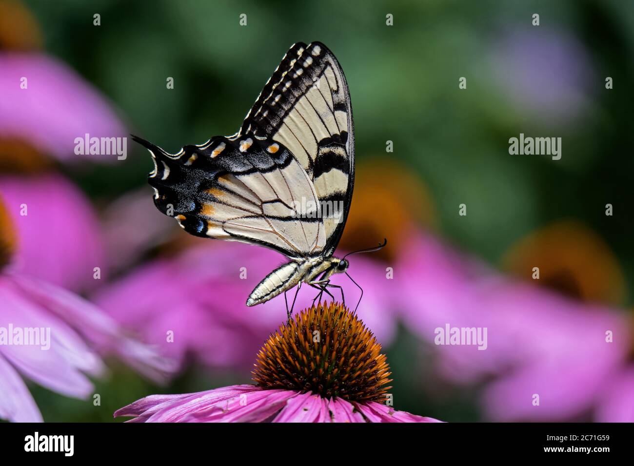 Östlicher Tigerschluckschwanz auf Echinacea Blume. Der Schmetterling ist ein Schwalbenschwanzschmetterling, der im östlichen Nordamerika beheimatet ist. Stockfoto