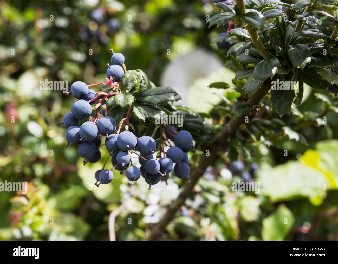 Frucht des Schlehdorns, Prunus spinosa, Schlehenbeeren haben viele Verwendungen einschließlich der Herstellung von Schlehenbrand. Stockfoto