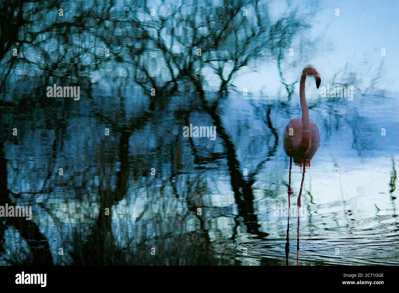 Wunderschöne Spiegelung eines Flamingo in einer flachen Lagune Stockfoto