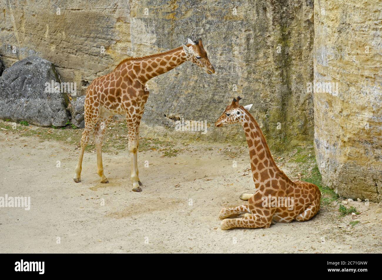 Junge Giraffen Stockfoto