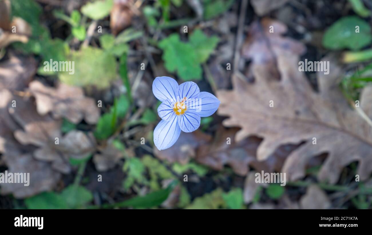 Herbstblüte zwischen vergilbten Blättern aus Ahorn und Eiche im Herbst Stockfoto