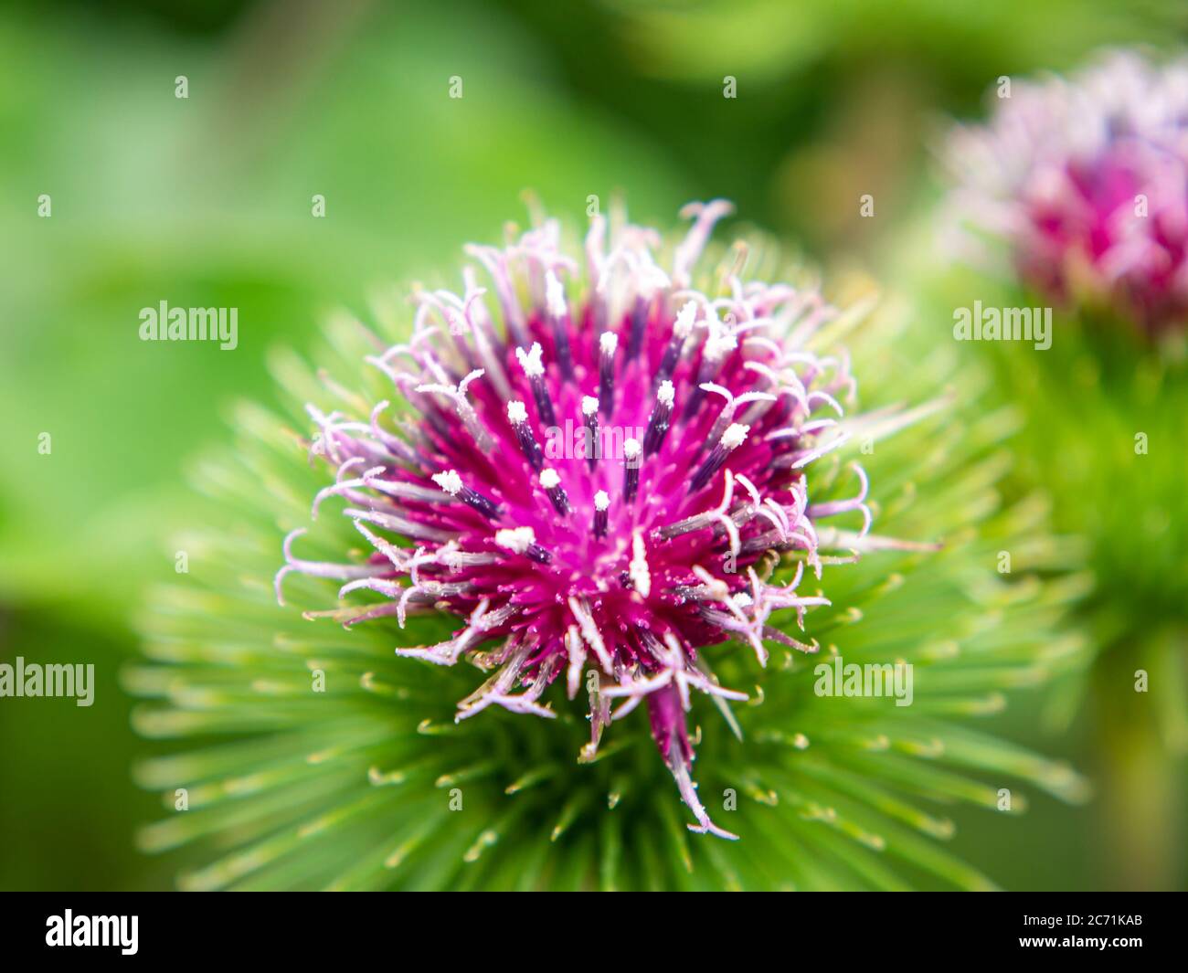 Die rosa Farbe der Dornen der Klettenpflanze. Stockfoto
