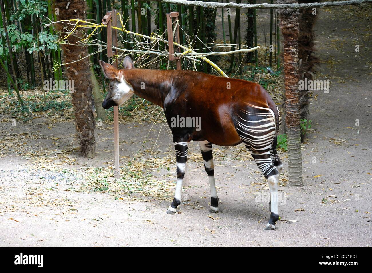 Okapi-Fütterung Stockfoto