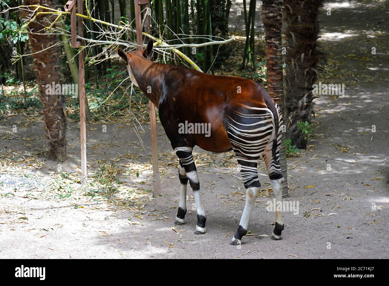 Okapi-Fütterung Stockfoto