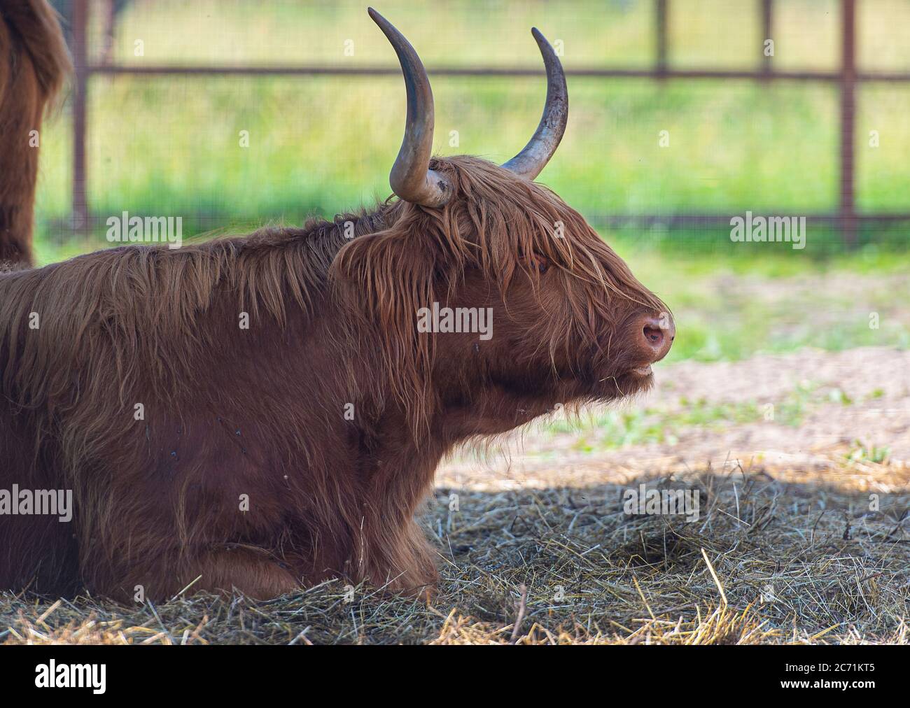 Schottische Kuh auf einem Bauernhof, schottische Hochland Kuh Stockfoto