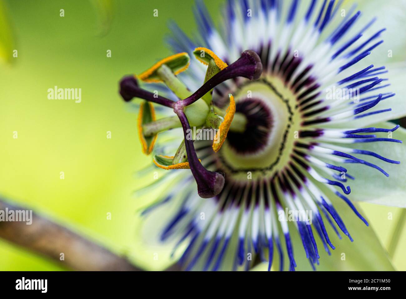 Eine blaue Passionsblume (Passiflora caerulea) Stockfoto