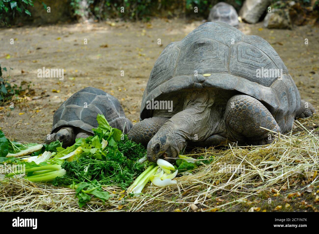 Riesenschildkröte zur Futterzeit Stockfoto