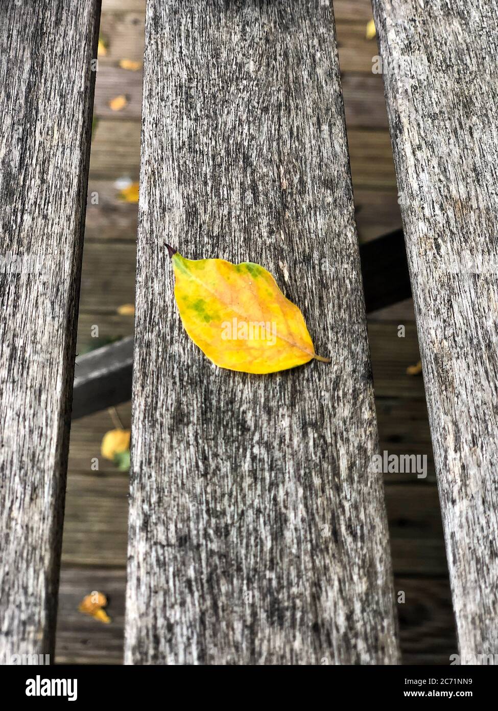 Nahaufnahme getrocknetes gelbes Herbstblatt auf einem Holztisch Stockfoto