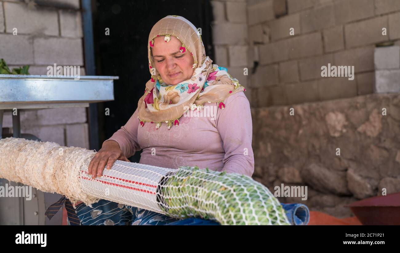 Adiyaman, Türkei - Juni 2018: Türkische Einheimische, die später Tabakblätter mit einer Maschine sammelt, um sie trocknen zu lassen, Türkei Stockfoto