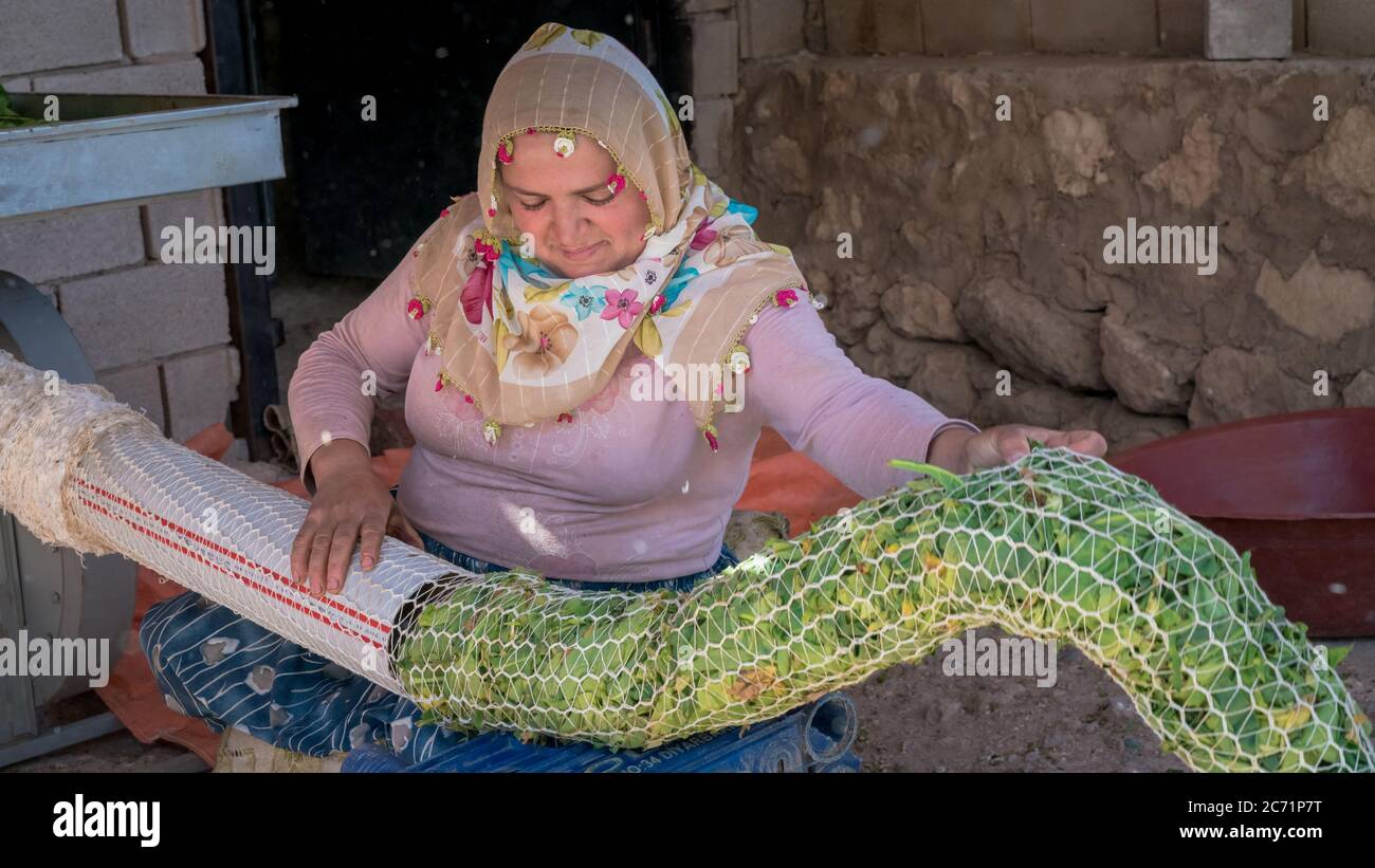 Adiyaman, Türkei - Juni 2018: Türkische Einheimische, die später Tabakblätter mit einer Maschine sammelt, um sie trocknen zu lassen, Türkei Stockfoto