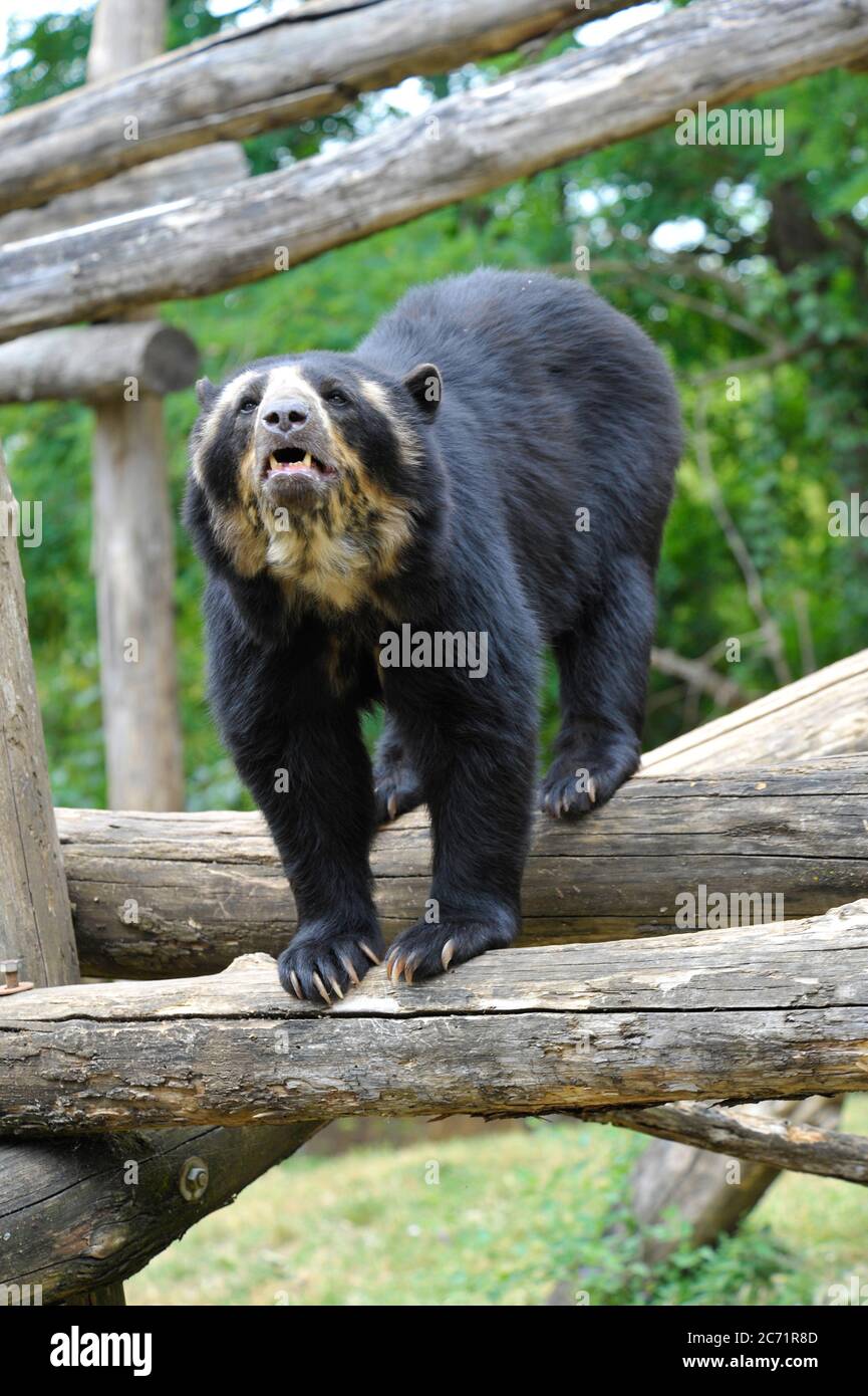 Brillenbär Stockfoto