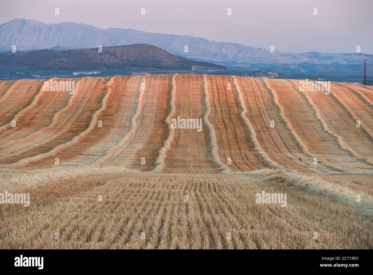 Geerntete Weizenfelder in Antequera, Malaga. Andalusien, Spanien Stockfoto