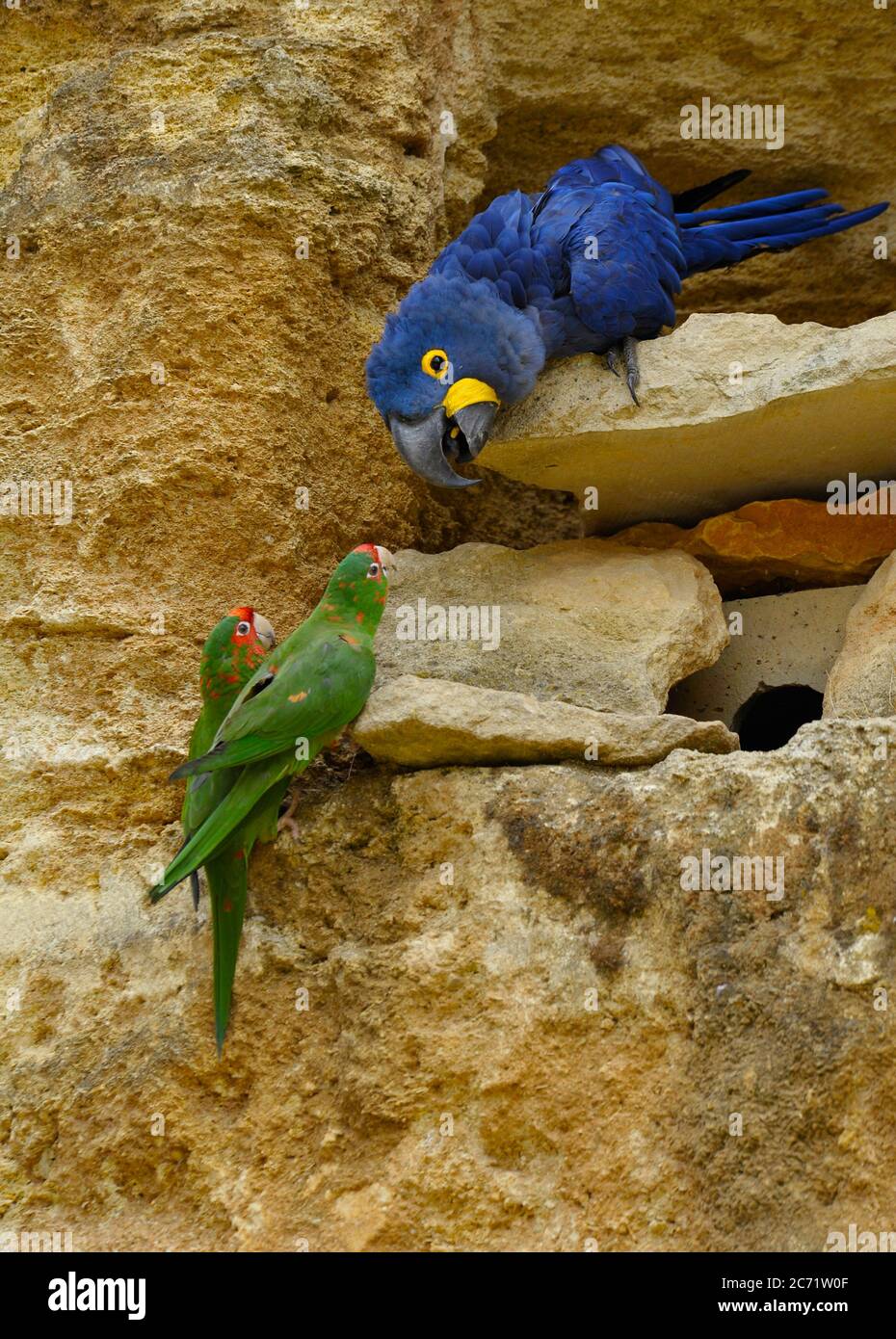 Hyazinthara und Rotkronensittiche Stockfoto