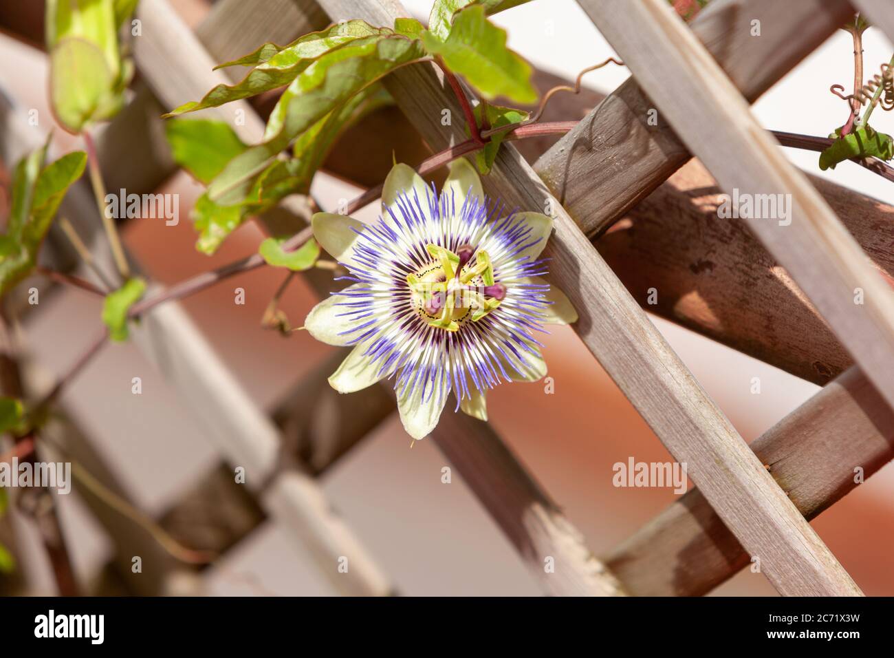 Passionsblume 'Purple Haze' ist eine Kletterpflanze mit exotischen Blumen Stockfoto