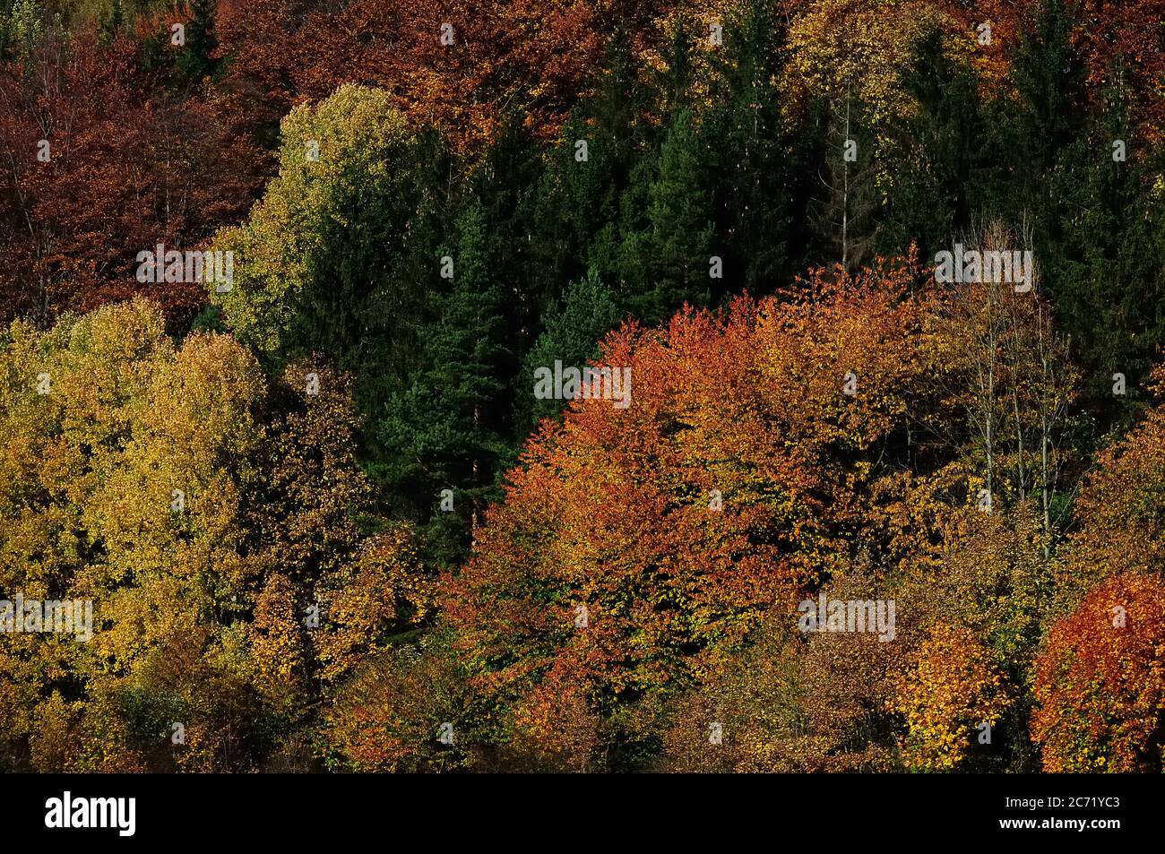 Herbstfarben, pigmentierte Blätter von Bäumen, Tschechische Republik. Stockfoto