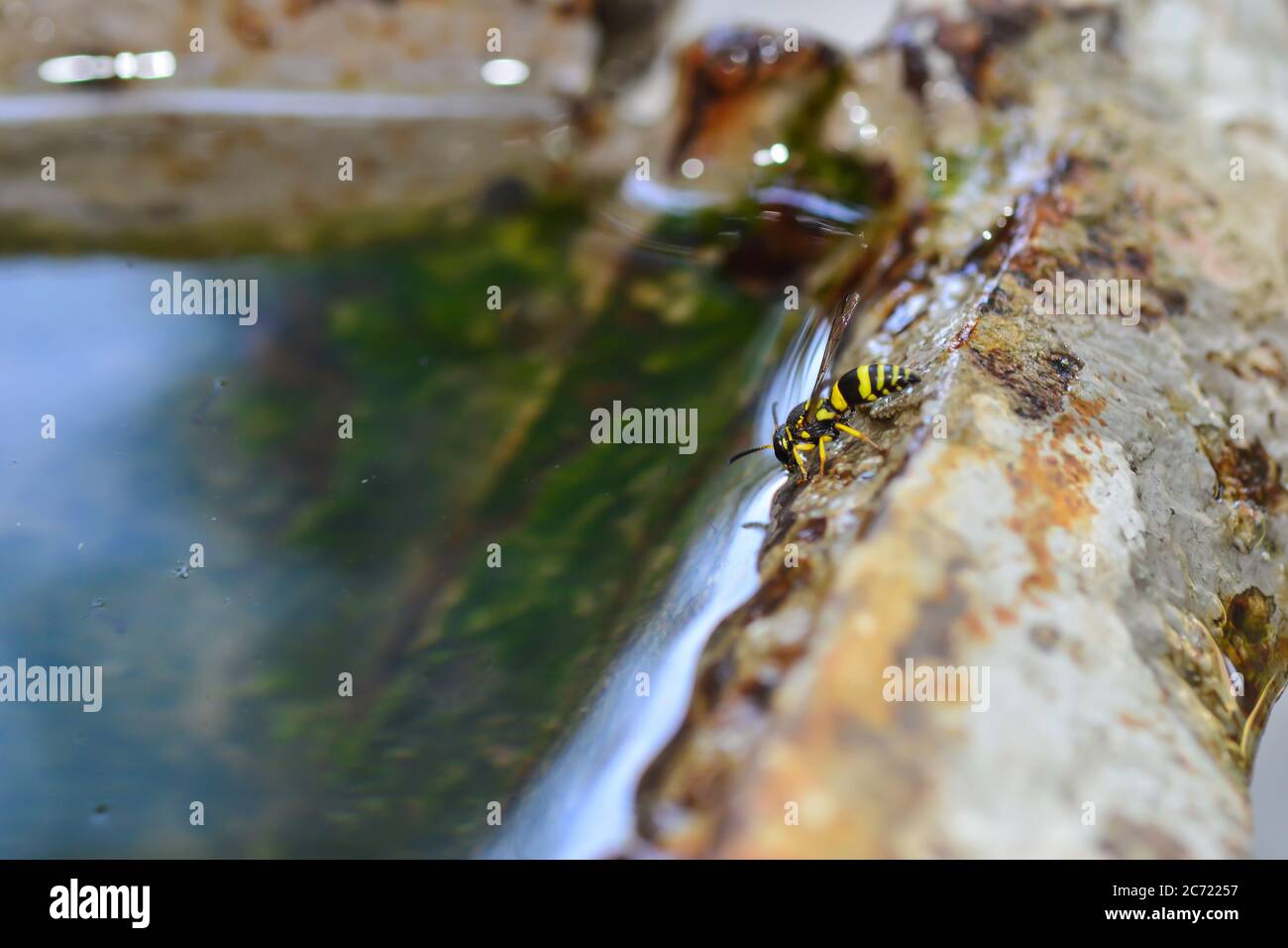 Wespe trinkt Wasser in einer Pfütze. Sonniger Sommertag. Selektive Fokuseinstellung. Stockfoto