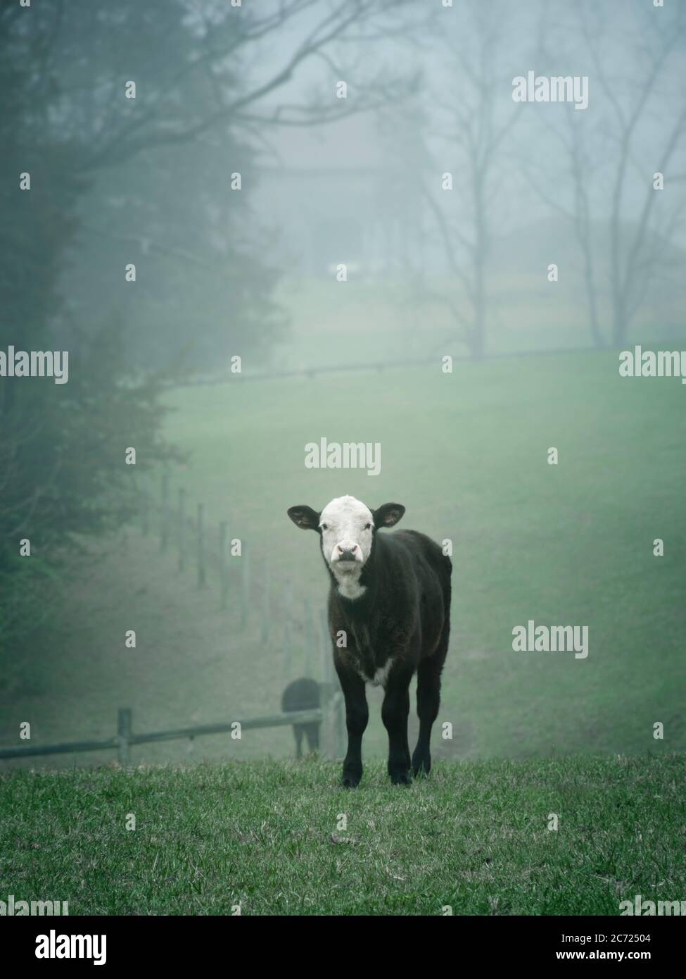 Ein junges, verlorenes Kalb sucht verzweifelt im Nebel nach ihrer Mutter. Stockfoto