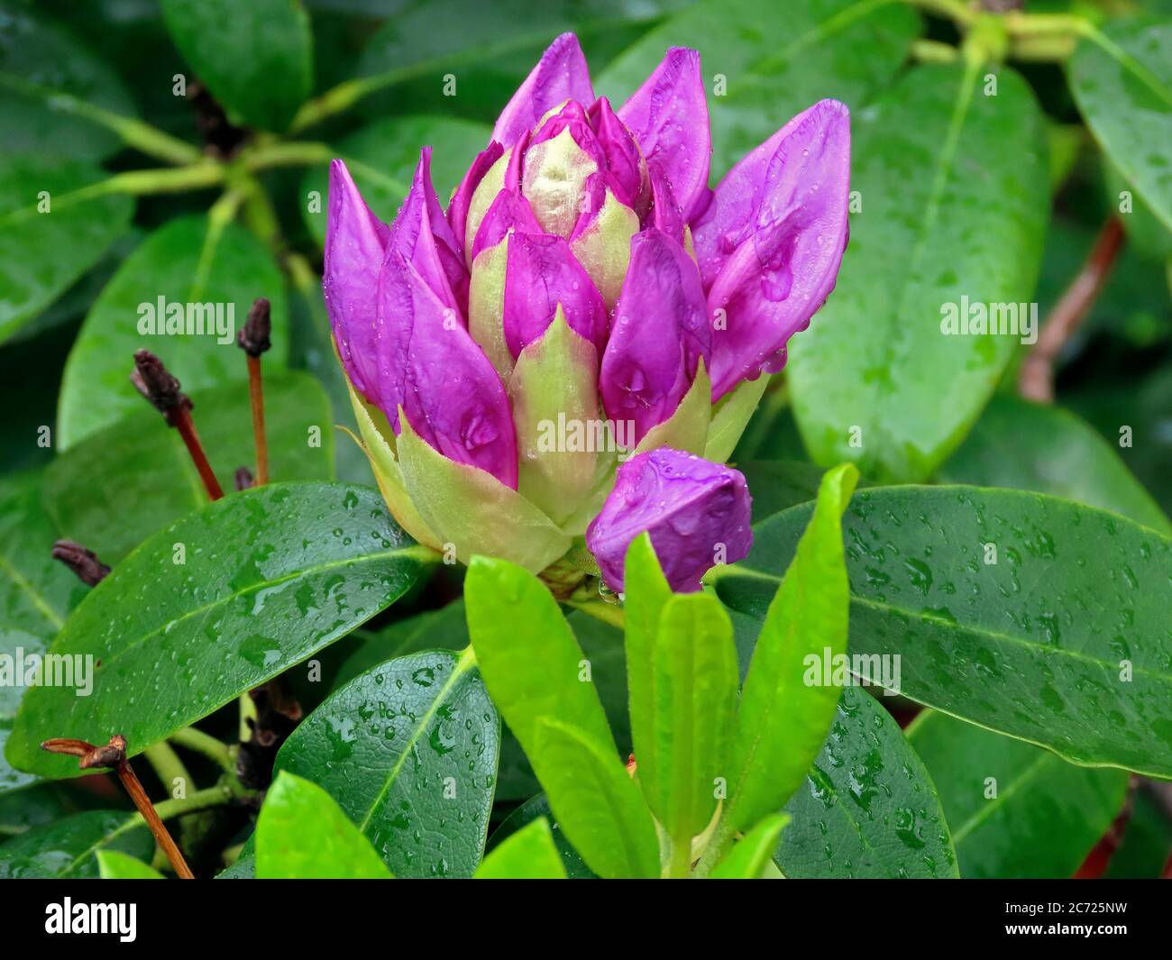 Catawba Rosebay - Rhododendron Catawbiense Stockfoto
