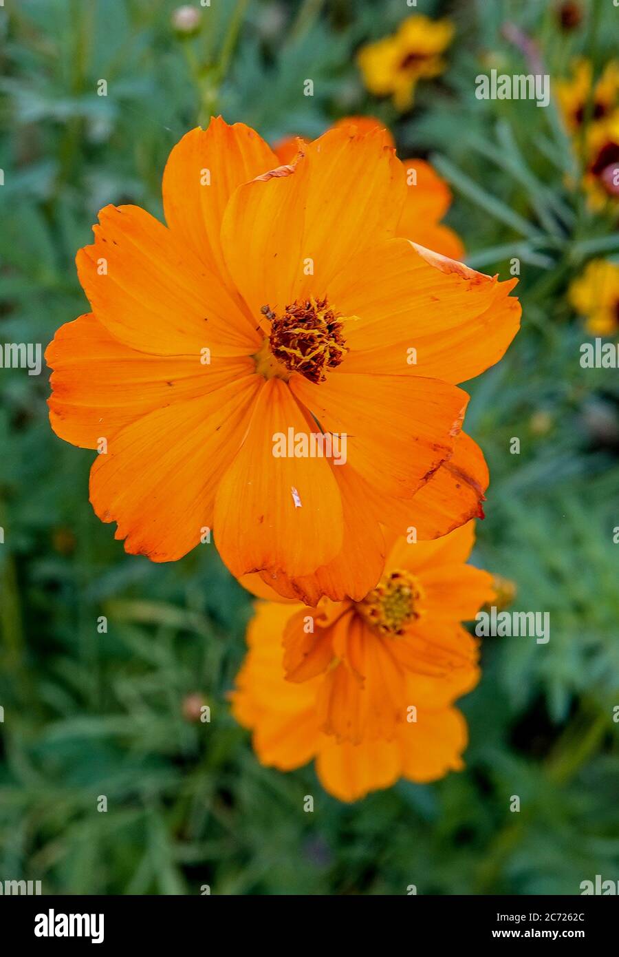 Leuchtend orange Kosmos in einem Wiesengarten. Stockfoto