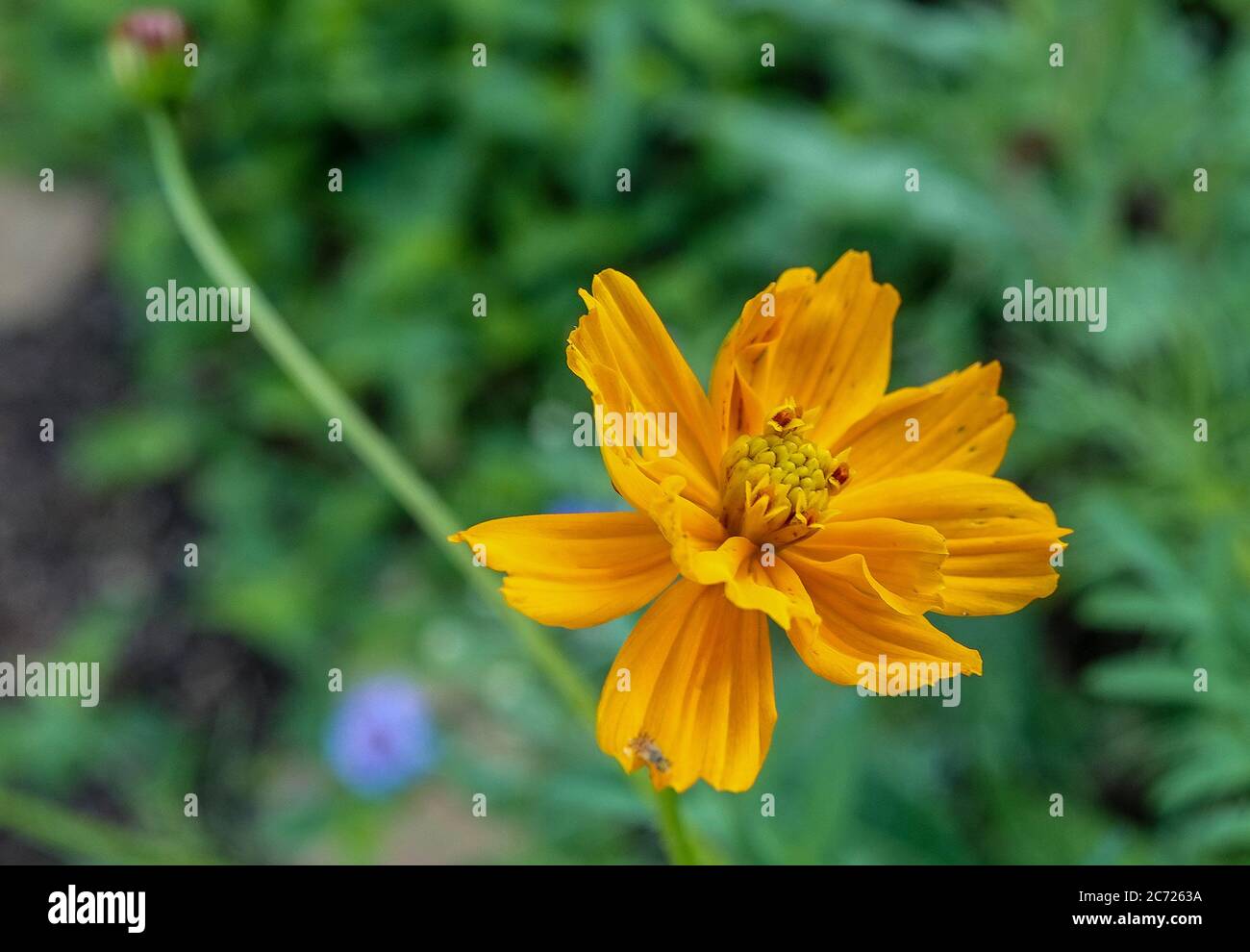Leuchtend orange Kosmos in einem Wiesengarten. Stockfoto