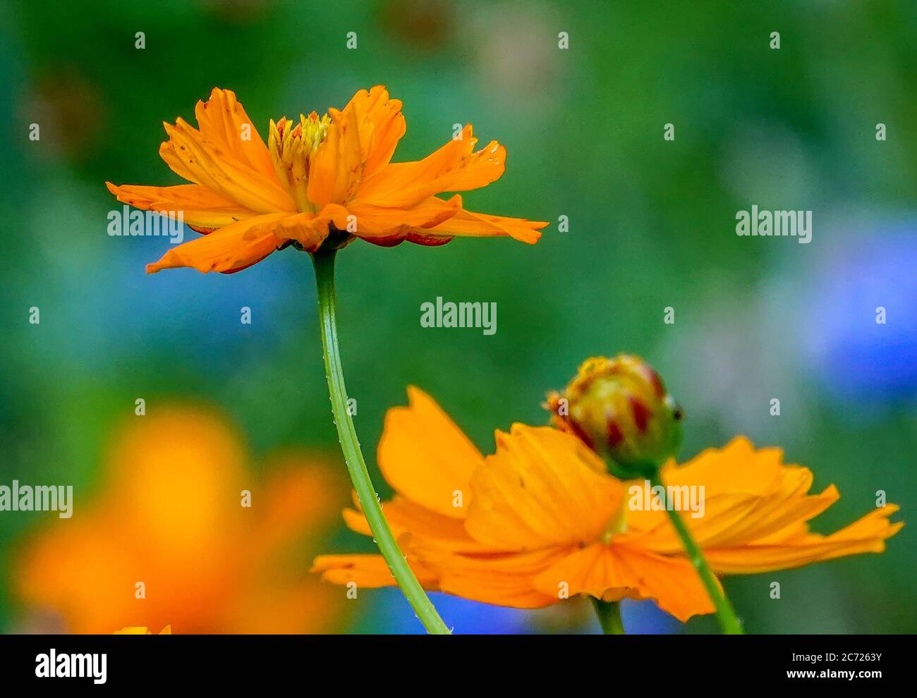 Leuchtend orange Kosmos in einem Wiesengarten. Stockfoto