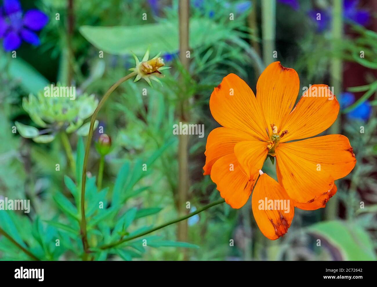 Leuchtend orange Kosmos in einem Wiesengarten. Stockfoto