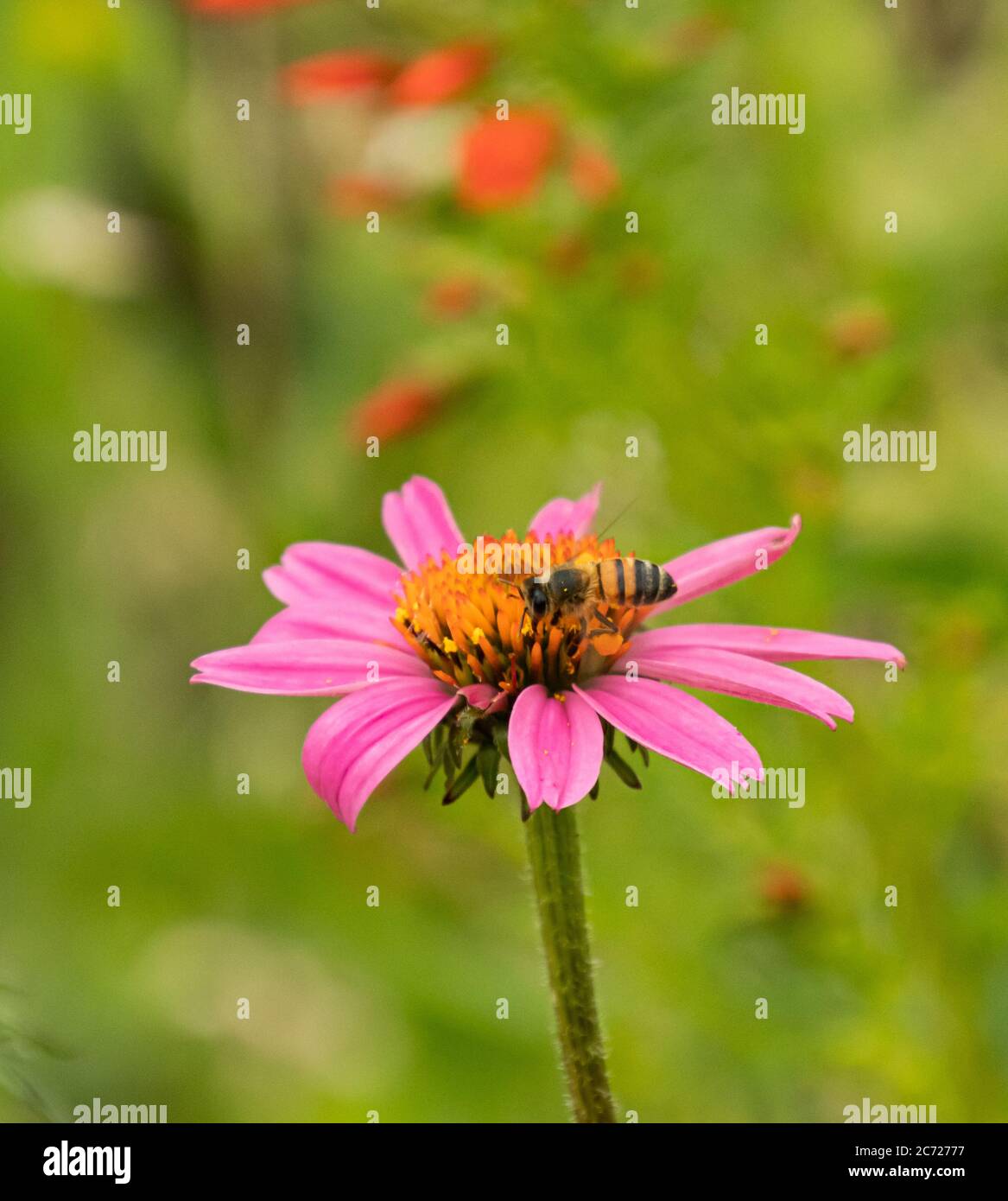 Nahaufnahme einer Biene auf einer violetten Blume mit grünem Hintergrund Stockfoto