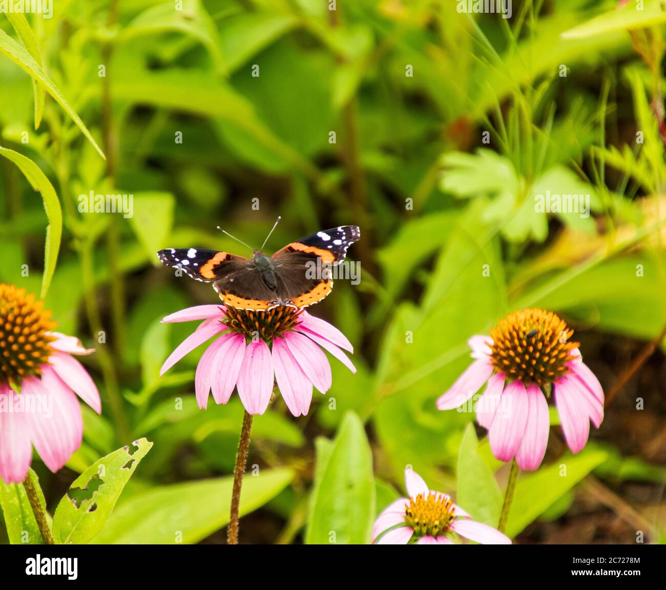 Nahaufnahme eines roten Admiral Butterfly auf einer lila Blume in einem Garten sitzend Stockfoto