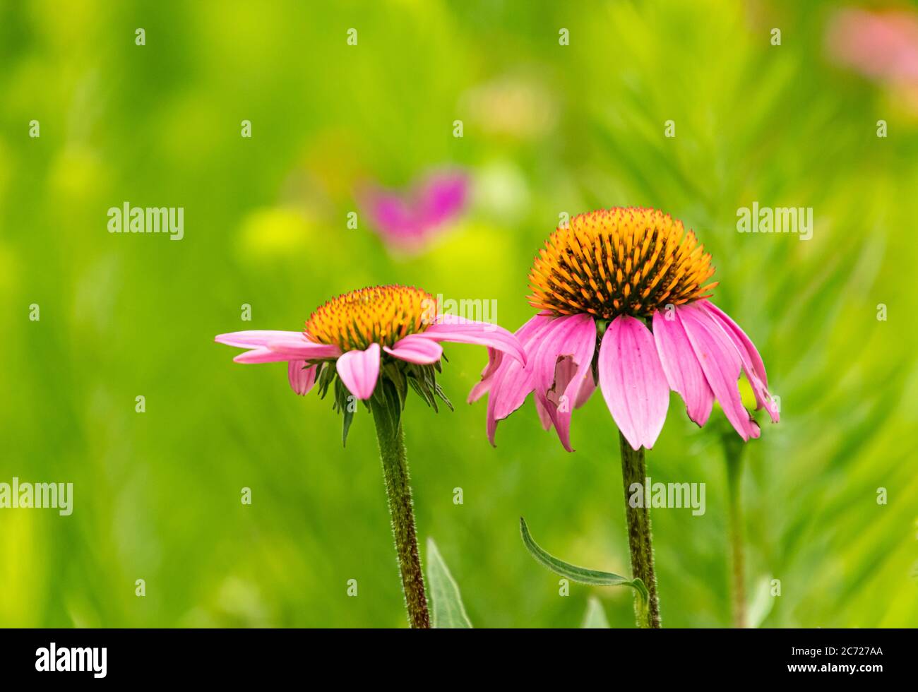 Nahaufnahme von zwei lila Kegelblumen mit grünem Hintergrund Stockfoto