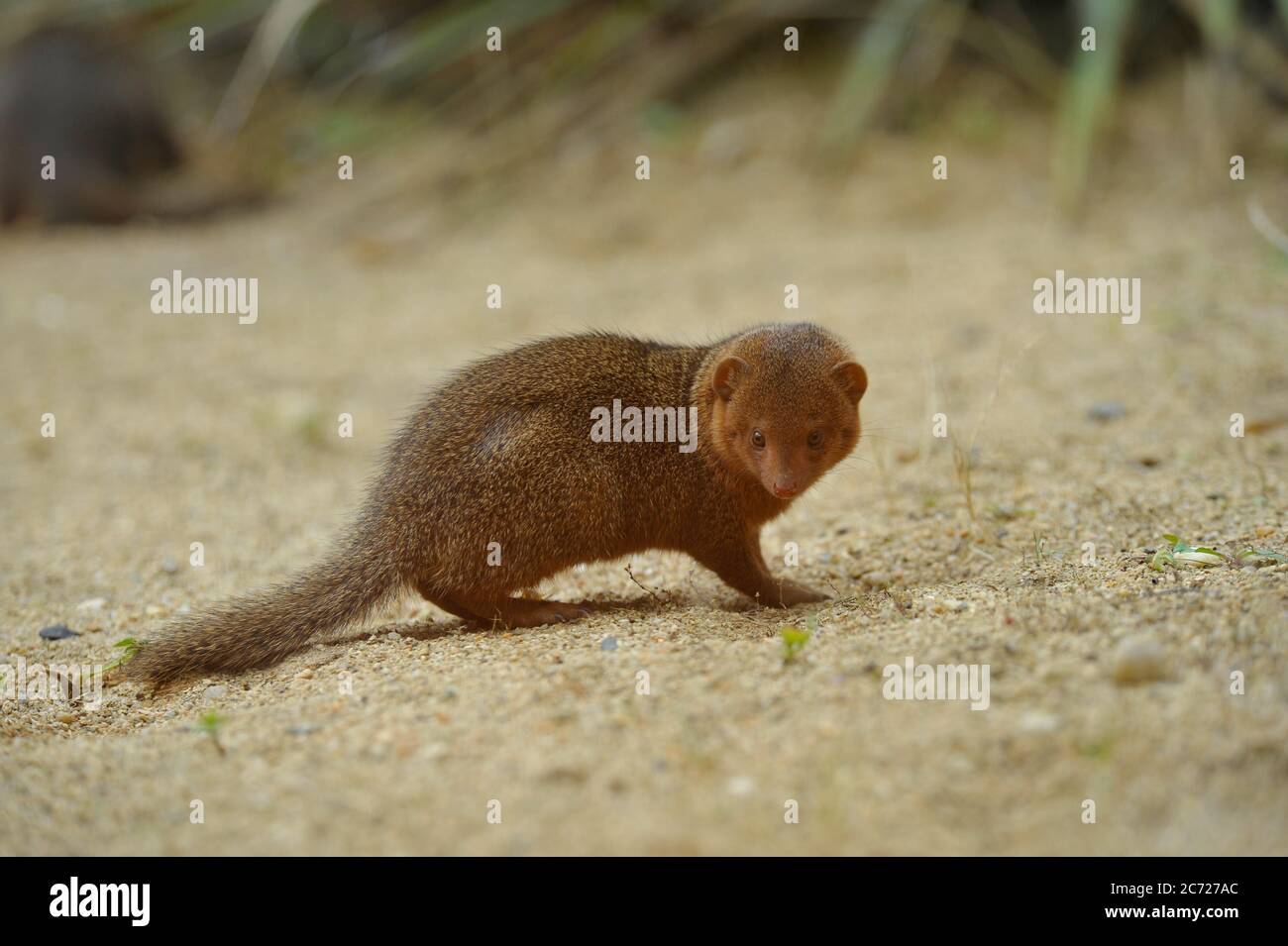 Zwerg-Mungo Stockfoto