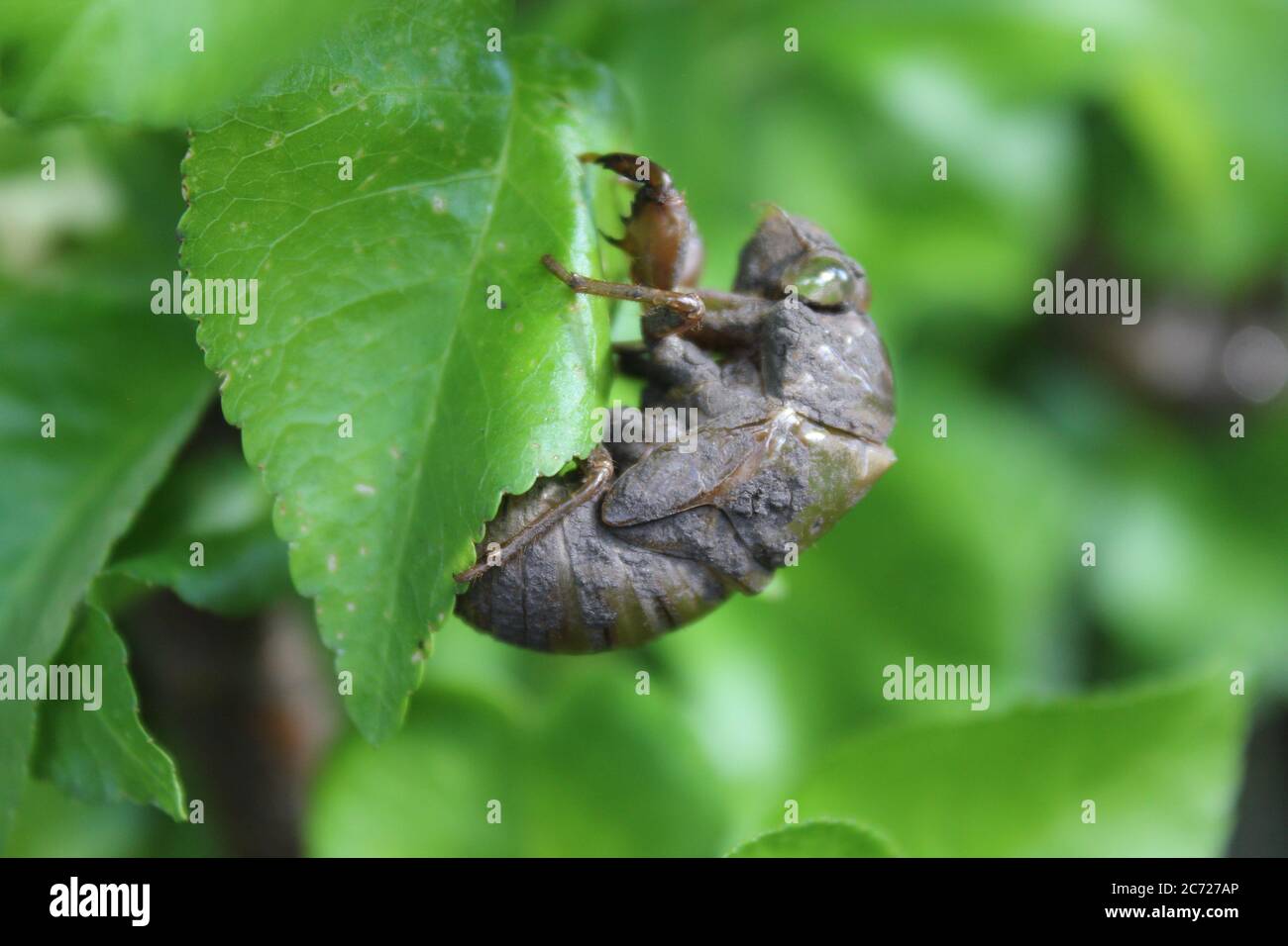 Im Garten im Hinterhof wurden im Sommer Cicada-Insektenmuscheln weggeworfen. Stockfoto