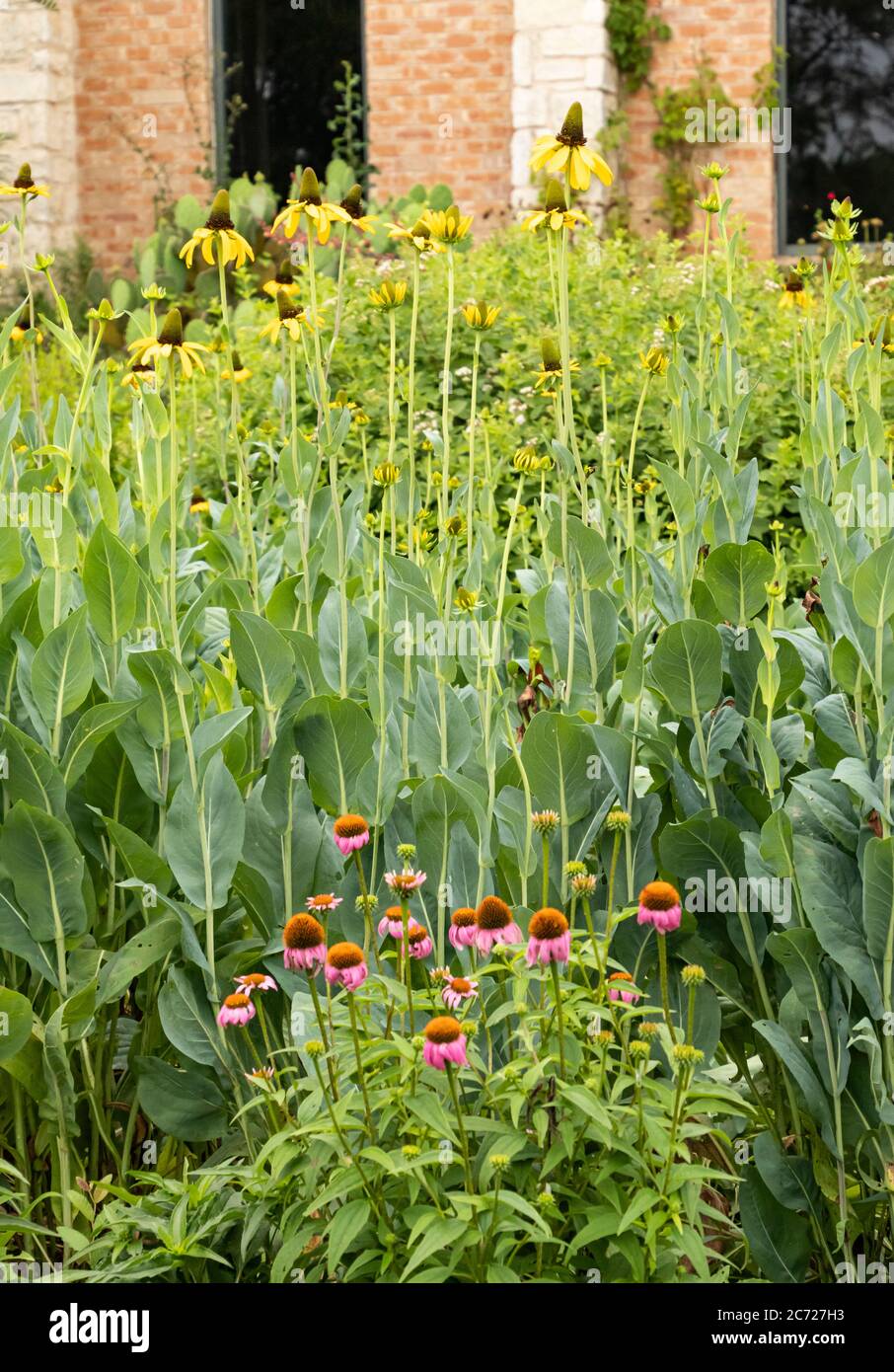 Gelbe Riesenkegelblumen und lila Kegelblumen in einem Garten Stockfoto
