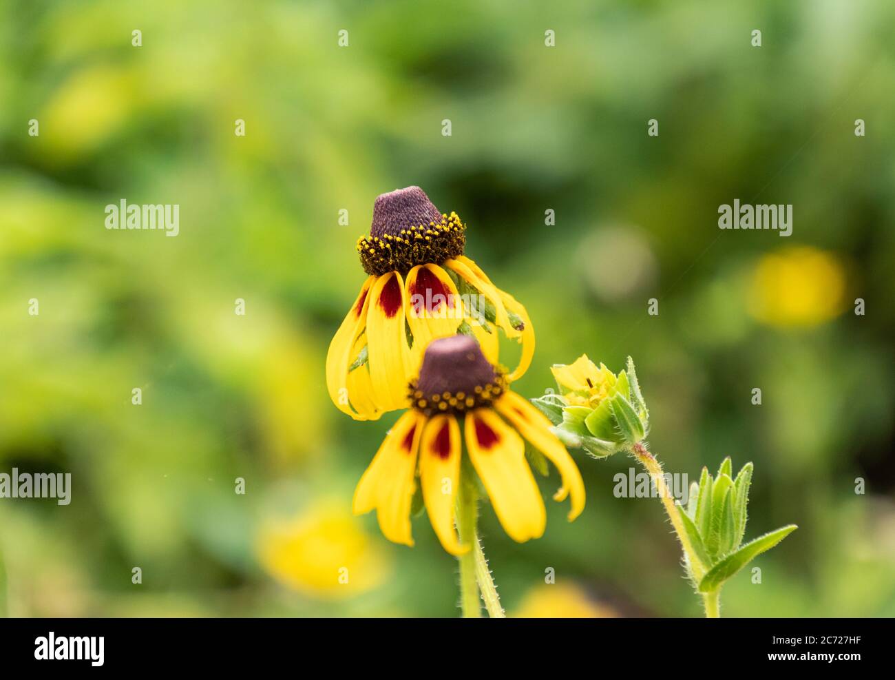 Nahaufnahme von zwei gelben Black-Eyed Susan Wildblumen mit grünem Hintergrund Stockfoto