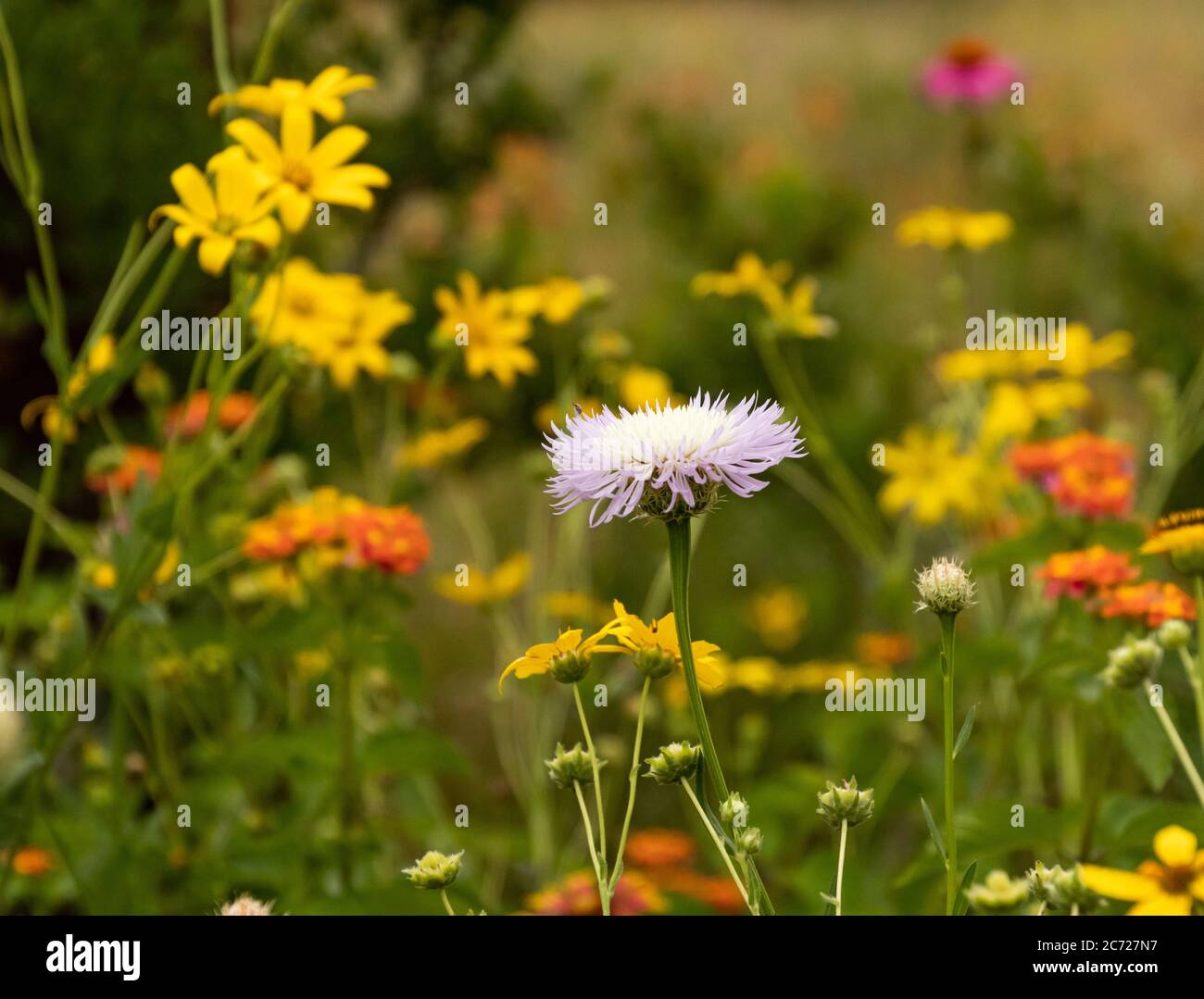 Lila Thistle Blume in der Mitte mit gelben und orangen Blüten dahinter Stockfoto