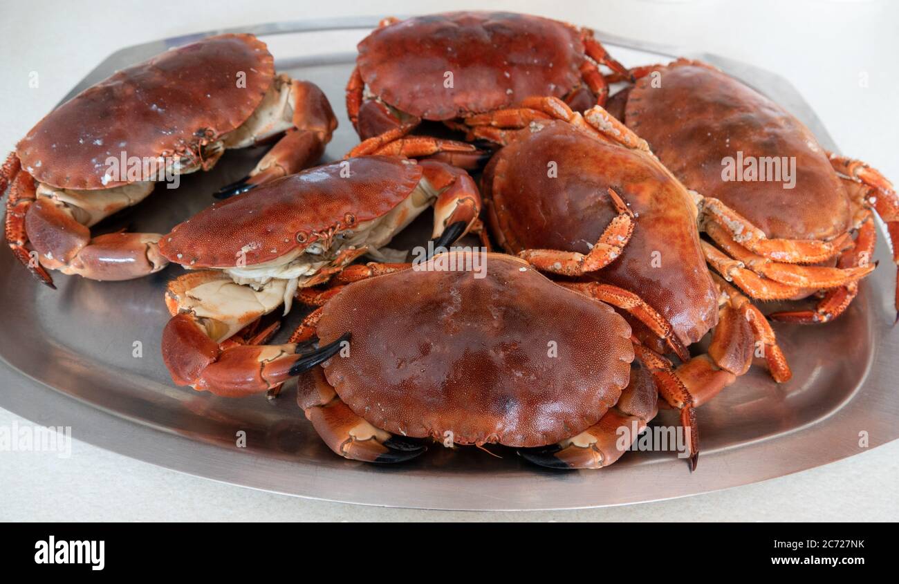 Cromer Krabben, frisch zubereitet und verzehrfertig. Stockfoto