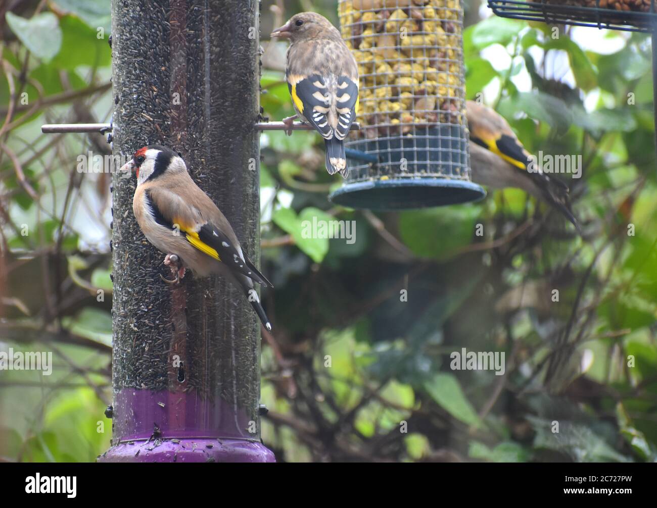 Jungfinken und Erwachsene Finken strömen für Samen auf Gartenfütterer Goldfinch hat einen kurzen gekerbten Schwanz und ein gelbes Gefieder Zarte, spitz zulaufende Schnabel Stockfoto